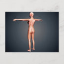 Pesquisar por tórax cartoes postais Representação humana