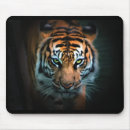 Pesquisar por olho do tigre Selvagem