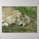 Pesquisar por lobos pôsteres Cão