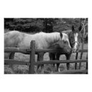 Pesquisar por égua pôsteres Equestre