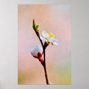 Pesquisar por flor japonesa pósteres pôsteres Primavera