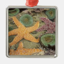 Pesquisar por mar coral ornamentos Oceano