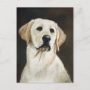 Pesquisar por labrador retriever amarelo cartoes postais Recuperador