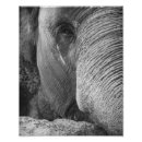 Pesquisar por elefante branco pôsteres Fotografia