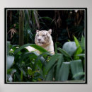 Pesquisar por white tiger pôsteres Wild