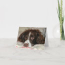 Pesquisar por springer spaniel cartoes Animais de companhia