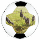 Pesquisar por pintinho do futebol Pintinhos