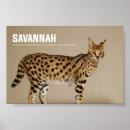 Pesquisar por savana pósteres pôsteres Felino