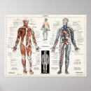 Pesquisar por o esqueleto humano artes pôsteres Anatomia