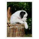 Pesquisar por cortante cartoes postais Cão