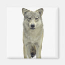 Pesquisar por lobos imas Animais selvagens