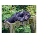 Pesquisar por chimpanzee pósteres pôsteres Animal