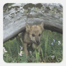 Pesquisar por filhote de lobo adesivos Natureza