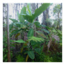 Pesquisar por árvore de maçã pôsteres Árvores