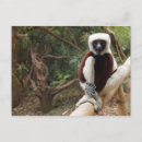 Pesquisar por lemurs cartoes postais Primatas