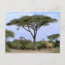 Pesquisar por árvore acácia cartoes postais África
