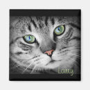 Pesquisar por cão imas Gatinho