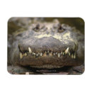 Pesquisar por está olhando imas Vida selvagem