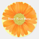 Pesquisar por gerbera alaranjado Primavera