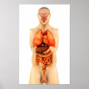 Pesquisar por órgão anatomia pôsteres Imagem digital gerada