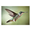 Pesquisar por do colibri fotografia Vôo