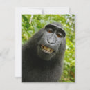 Pesquisar por macaco engraçado Sorriso