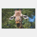 Pesquisar por bobo adesivos Face