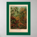 Pesquisar por haeckel de ernst pósteres pôsteres Ilustração