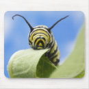 Pesquisar por lagarta amarela Borboletas