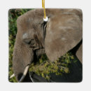 Pesquisar por elefante africano ornamentos Elefantes