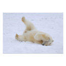Pesquisar por filhote de urso polar pôsteres Animal