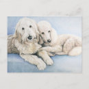 Pesquisar por standard cartoes postais Cão