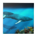 Pesquisar por baleia de humpback Vida