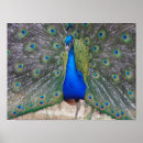 Pesquisar por peafowl Pássaros