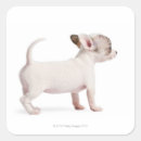 Pesquisar por comprimento completo adesivos Animal
