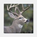 Pesquisar por veado selvagem imas Chifre