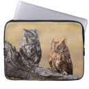 Pesquisar por screech Owl