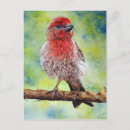 Pesquisar por bird cartoes postais Wild animals