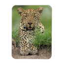 Pesquisar por de africa do sul imas Animais selvagens