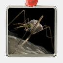 Pesquisar por mosquito ornamentos Animal