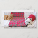 Pesquisar por westie christmas cartoes Pet
