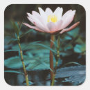 Pesquisar por close up adesivos Flor