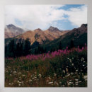 Pesquisar por flor roxa e branca pôsteres Qualquer pessoa