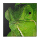 Pesquisar por cabeça casa casa azulejos Animal