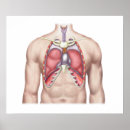 Pesquisar por anatomia do pulmão pôsteres Biologia