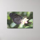 Pesquisar por borboleta azul e preta artes pôsteres Bonito