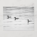 Pesquisar por pato preto cartoes postais Pássaros