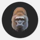 Pesquisar por de do gorila adesivos Animal selvagem