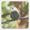 Pesquisar por colibri adesivos Animal
