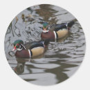 Pesquisar por patos coloridos adesivos Pássaro